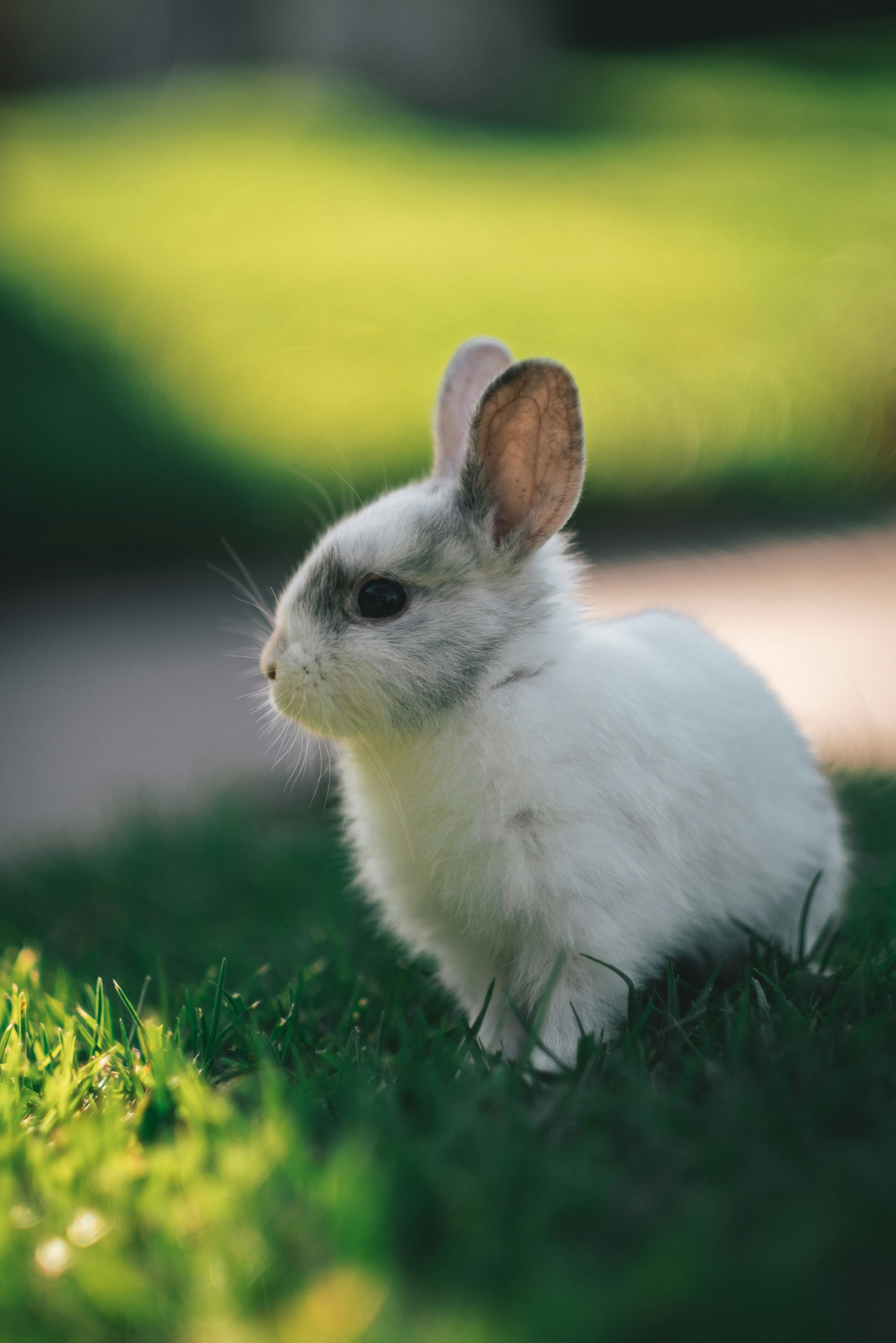 Cruelty-Free and Sustainable