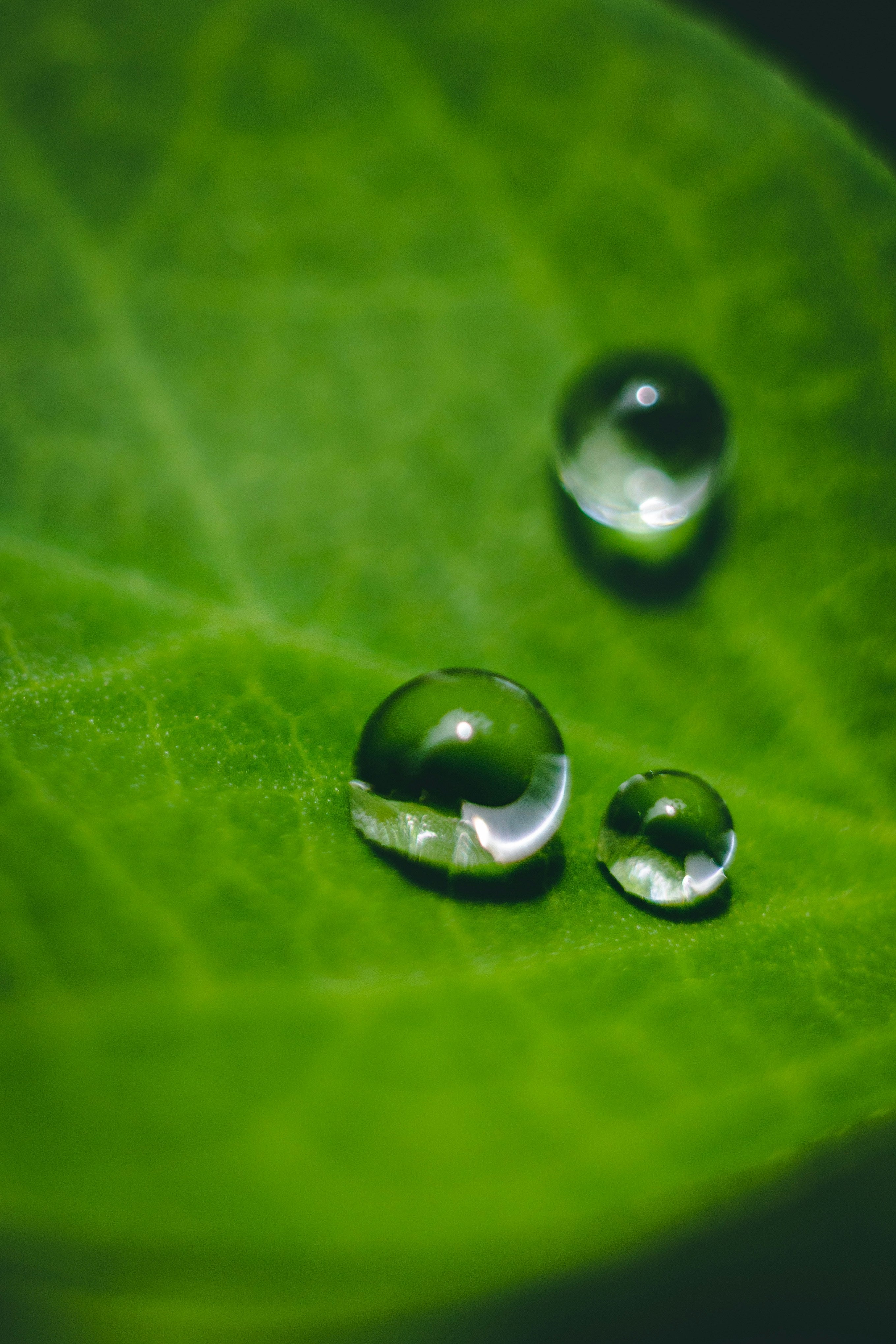 Certified Organic, Naturally Derived, & Non-GMO Ingredients